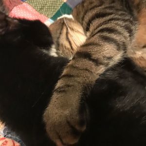 Meet your Posher, Stout